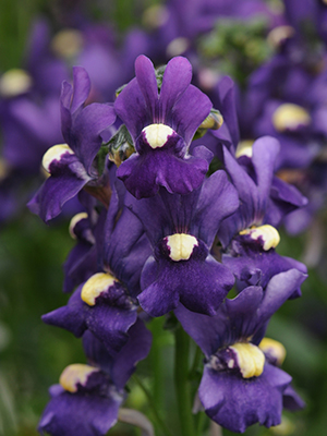 Nemesia Royal Blue